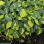 Philodendron – Brasil – 3.5″ Pot